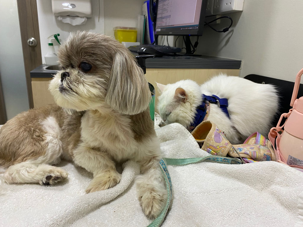 Journeying Through The Hurdles Of Caring For A Senior Pet